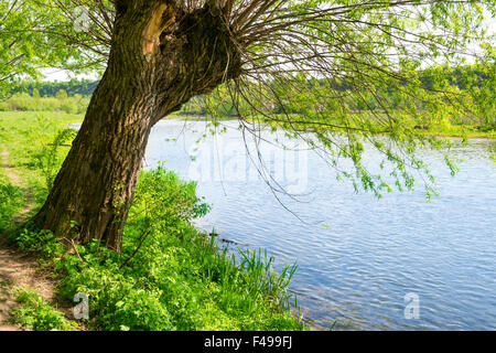 Grande vecchio albero sulla riva del fiume Foto Stock