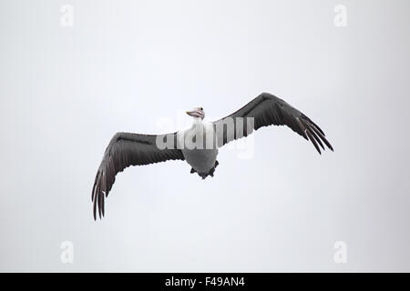 Pellicano australiano (Pelecanus conspicillatus) in volo sopra il lago di re in Lakes Entrance, Victoria, Australia. Foto Stock