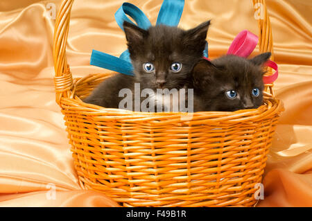 gatti Foto Stock