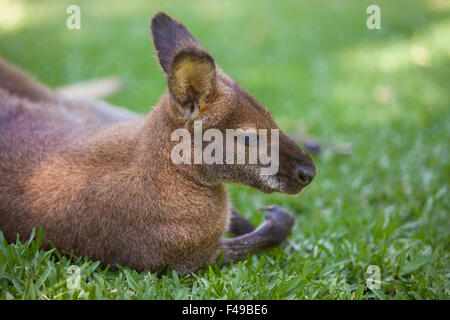 Wallaby dormire su erba nel parco naturale Foto Stock