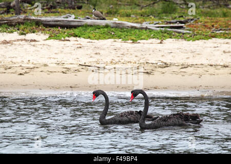 Cigni Neri (Cygnus atratus) swiming sulla riva del lago re in Lakes Entrance, Victoria, Australia. Foto Stock