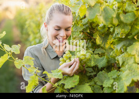 Felice giovane vignaiolo raccolta uva Foto Stock