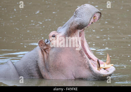 Ippopotamo (Hippopotamus amphibius) raffreddamento in un fiume. Riserva Nazionale di Masai Mara, Kenya, Africa Foto Stock