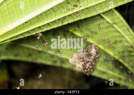 Ragni sociale (Theridion nigroannulatum) condividendo una falena intrappolata nel loro web nella foresta pluviale, Ecuador Foto Stock