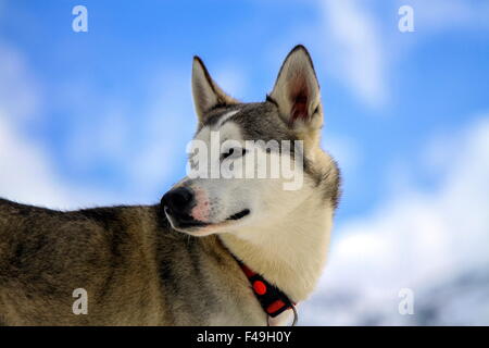 Siberian Husky cane rosso indossa collana ritratto e sfondo con cielo nuvoloso Foto Stock