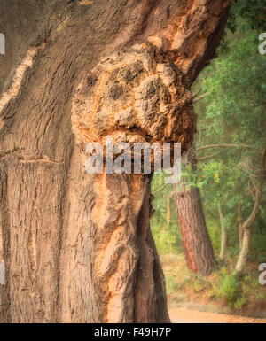 Foresta pietrificata haunted, albero con paura espressione . nebbia versione spaventosa Foto Stock