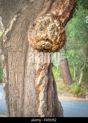 Foresta pietrificata haunted, albero con paura di espressione . Foto Stock