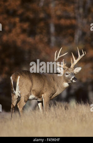 Il capriolo della Whitetail si trova in un prato durante il solco autunnale del Wisconsin. Foto Stock