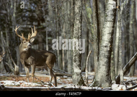 Buk del cervo della Whitetail che si erge vicino al bordo di una foresta durante la solca. Wisconsin Foto Stock