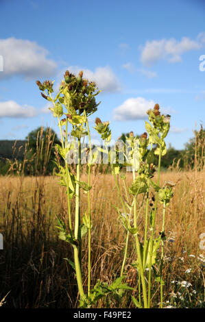 Cardo selvatico di cavolo Foto Stock