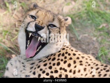 Cheetah appoggiata sull'erba,Close Up Foto Stock