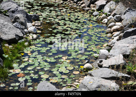 Giallo cuore flottante Foto Stock