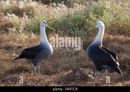 Mostra dei courtship con coppie di Albatross, Punta Suarez sull'isola di Espanola nelle isole Galapagos. Phoebastria irrorata, specie in pericolo critico Foto Stock