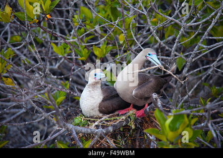 Due booby di zampa rossa nidificano in un albero di mangrovia, un ramoscello che tiene in becco, sull'isola di Genovesa nelle isole Galapagos. Morfo marrone (Sula sula) Foto Stock