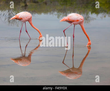 I Flamingos americani (Phoenicopterus ruber) alimentano il filtro in laguna salina poco profonda sull'isola di Santa Cruz, isole Galapagos Foto Stock