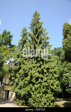 Northern cedro bianco Foto Stock