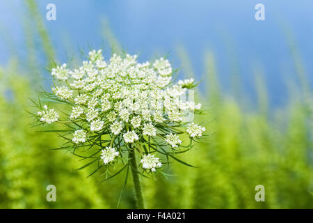 Queen Anne's pizzi Foto Stock