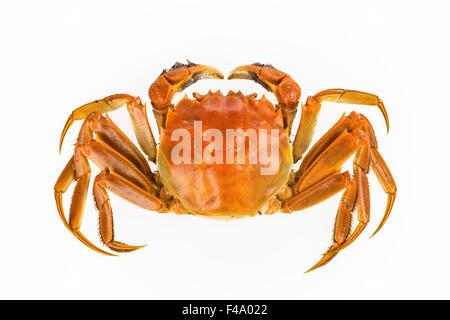 Delizioso il granchio d'acqua dolce Foto Stock