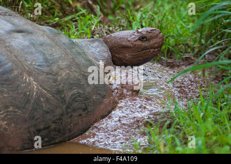 Galapagos Tartaruga gigante (Chelonoidis nigra) in piscina di fango sull'isola di Santa Cruz, Isole Galapagos Foto Stock