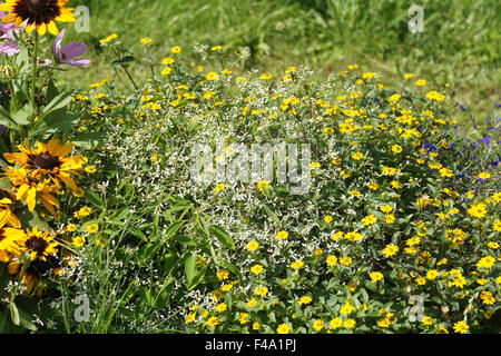 Gelo di diamante Foto Stock