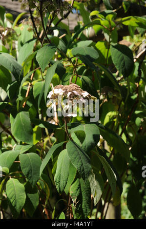 Sargent ortensie Foto Stock