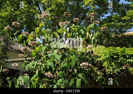 Sargent ortensie Foto Stock