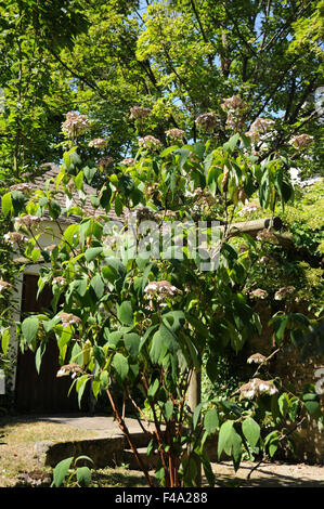 Sargent ortensie Foto Stock