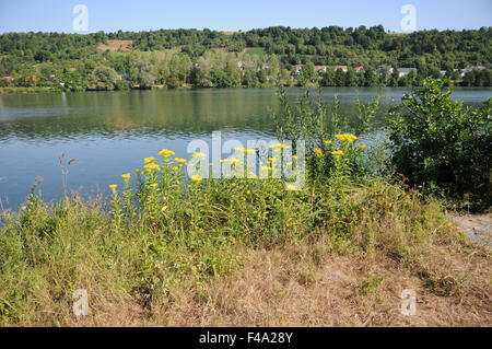 Broad-leaved ragwort Foto Stock