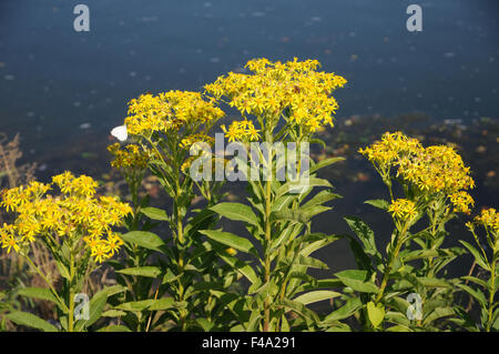 Broad-leaved ragwort Foto Stock