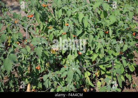 Hairy nightshade Foto Stock