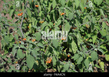 Hairy nightshade Foto Stock