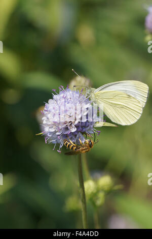 Diavoli scabious bit Foto Stock