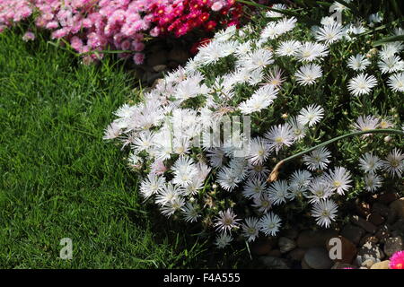 Bianco faccia di maiale fiori o Mesembryanthemum , impianto di ghiaccio fiori, Livingstone margherite in piena fioritura Foto Stock