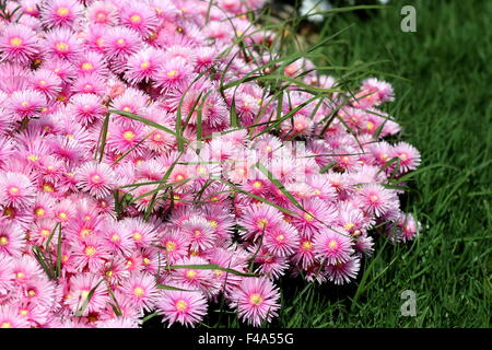 Rosa faccia di maiale fiori o Mesembryanthemum , impianto di ghiaccio fiori, Livingstone margherite in piena fioritura Foto Stock