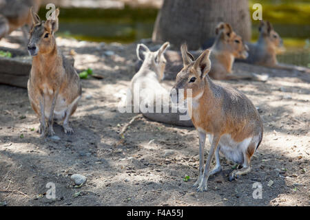 Famiglia di nasello di Patagonia mara o dolichotis patagonum Foto Stock