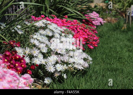 Rosso, rosa e bianco faccia di maiale fiori o Mesembryanthemum , impianto di ghiaccio fiori, Livingstone margherite in piena fioritura Foto Stock