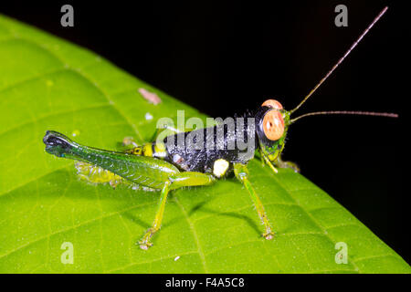 Grasshopper colorati su una foglia nella foresta pluviale, Ecuador Foto Stock