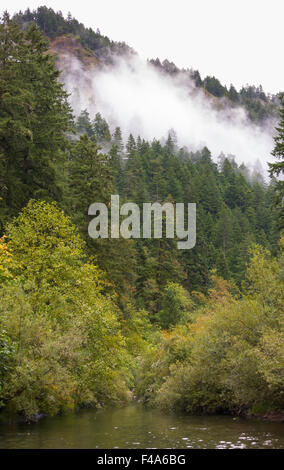 La Columbia River Gorge, OREGON, Stati Uniti d'America - nebbia e alberi, vicino a Eagle Creek. Foto Stock