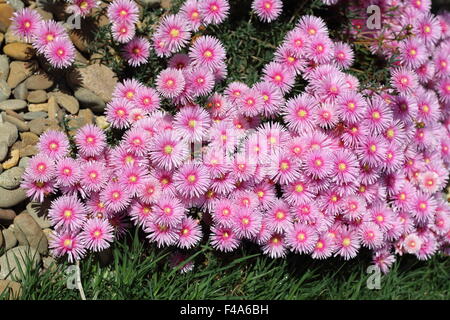 Rosa faccia di maiale fiori o Mesembryanthemum , impianto di ghiaccio fiori, Livingstone margherite in piena fioritura Foto Stock