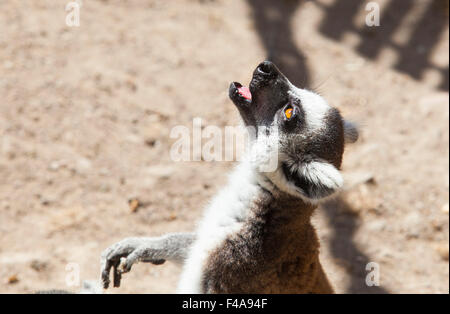 Un anello-tailed lemur cantare vocalizzi Foto Stock