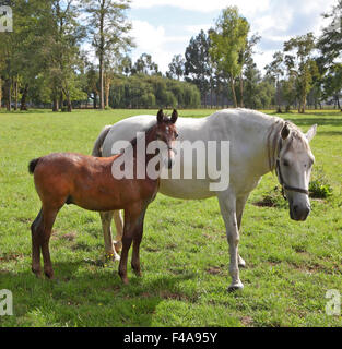 White Horse con il puledro Foto Stock