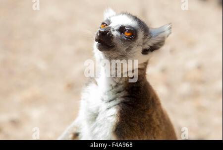 Un anello-tailed lemur cantare vocalizzi Foto Stock