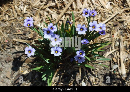 Sisyrinchium bellum o noto anche come erba Blue-Eyed piantati sul terreno Foto Stock