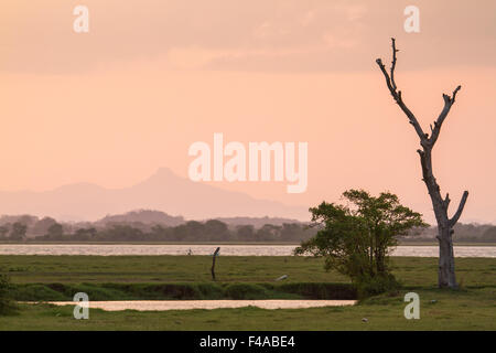 Paesaggio al tramonto in Arugam Bay Lagoon, Sri Lanka Foto Stock