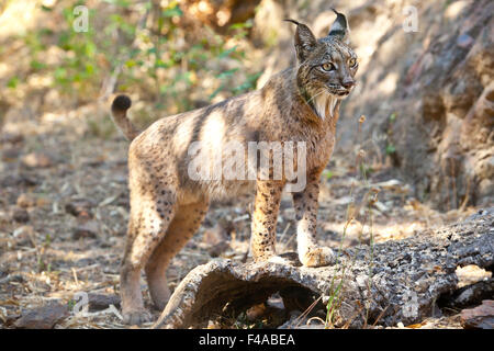 Lince iberica o Lynx pardinus a wild life park Foto Stock