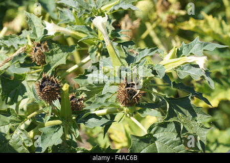 Stramonio Foto Stock