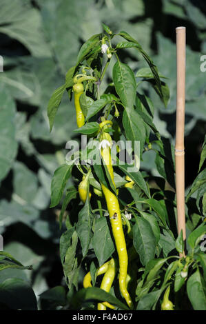 Peperoncino Foto Stock