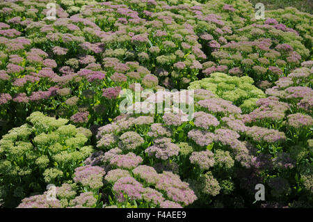 Hylotelephium spectabile Foto Stock