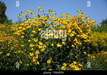 Coneflower Foto Stock