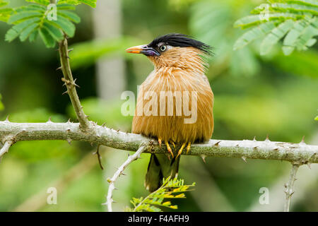 Il brahminy myna o brahminy starling (Sturnia pagodarum) è un membro della famiglia di starling di uccelli Foto Stock